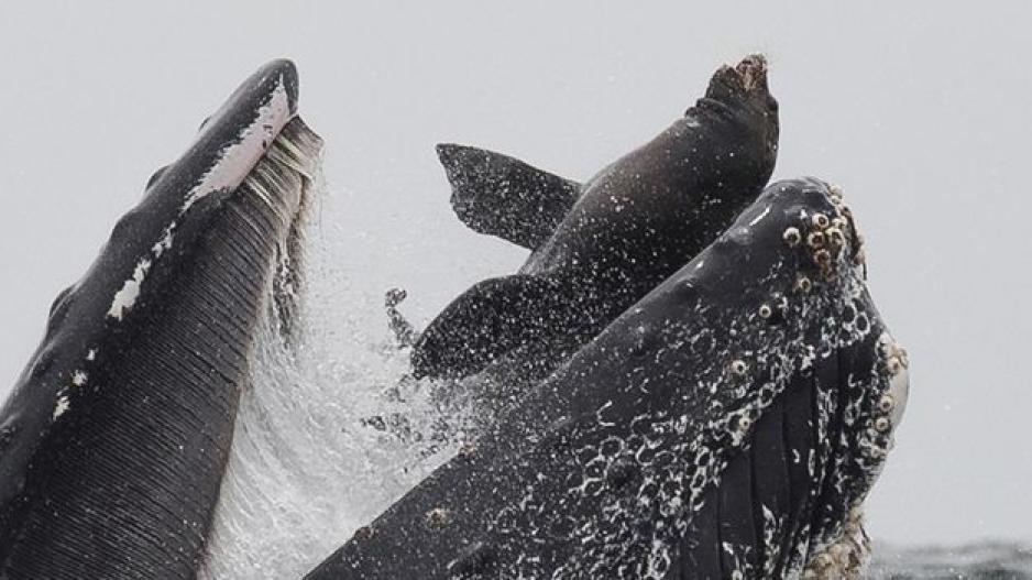 Μοναδικό στιγμιότυπο με φάλαινα να καταπίνει θαλάσσιο λέοντα