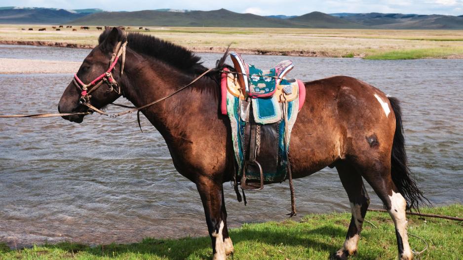 Ο πρόεδρος της Μογγολίας έκανε δώρο στον γιο του Τραμπ ένα άλογο
