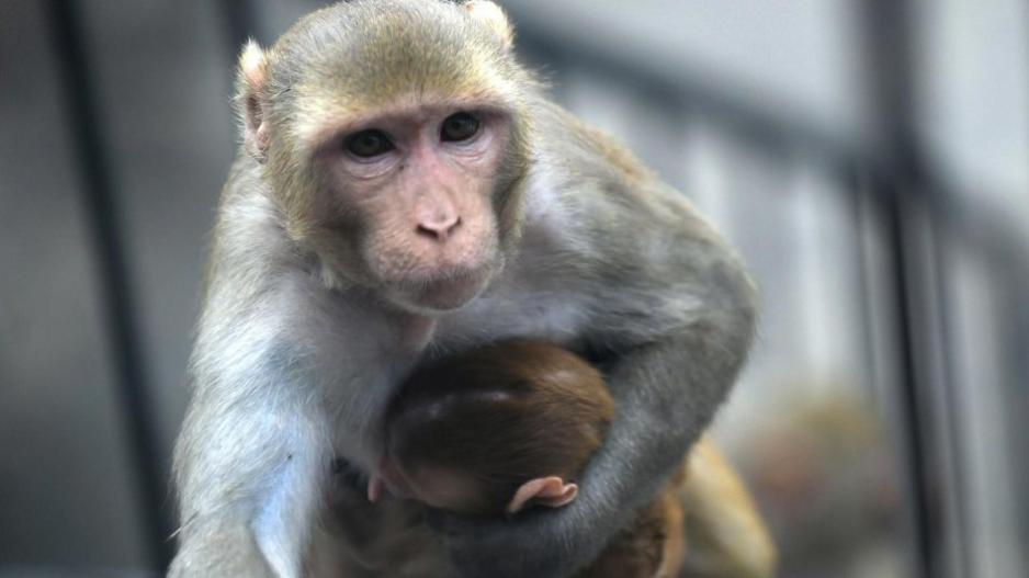 Η πρώτη χίμαιρα ανθρώπου με μαϊμού διχάζει ως κόκκινη γραμμή της ηθικής