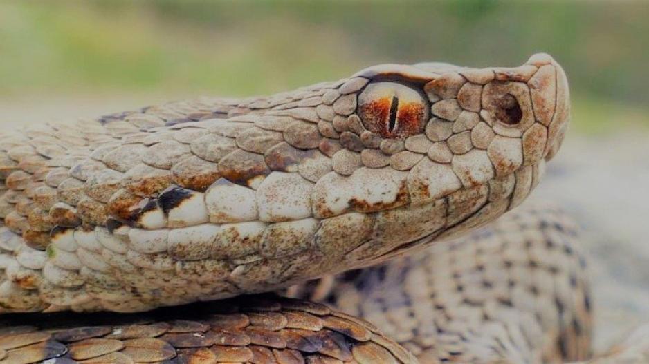 Λευκωσία: Σεμινάριο για όσους φοβούνται τα φίδια*