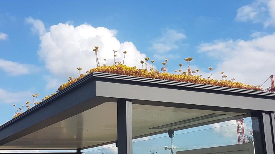 Στην Ολλανδία φτιάχνουν στάσεις λεωφορείου φιλικές για μέλισσες