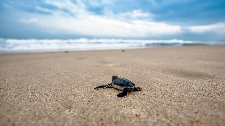 Λάρνακα: Τρακτέρ σε παραλία με φωλιές θαλάσσιων χελώνων