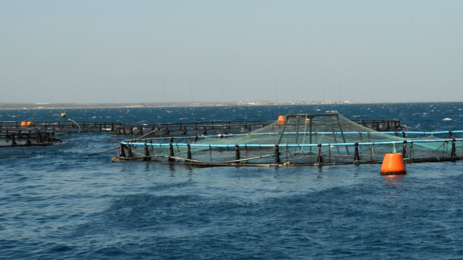 Πρωτοπορεί η Κύπρος στην υδατοκαλλιέργεια της Μεσογείου