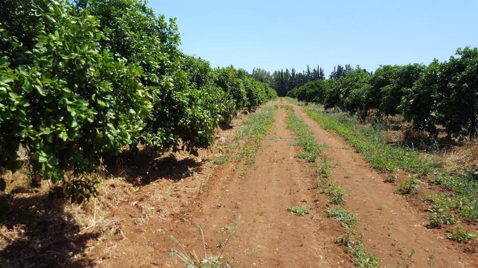 Με €800 εκ. επωφελήθηκε η κυπριακή γεωργία από την ΚΑΠ