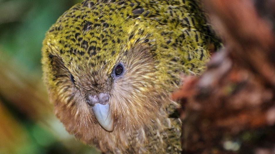 Οι παπαγάλοι Kakapo, μάλλον την "γλύτωσαν"