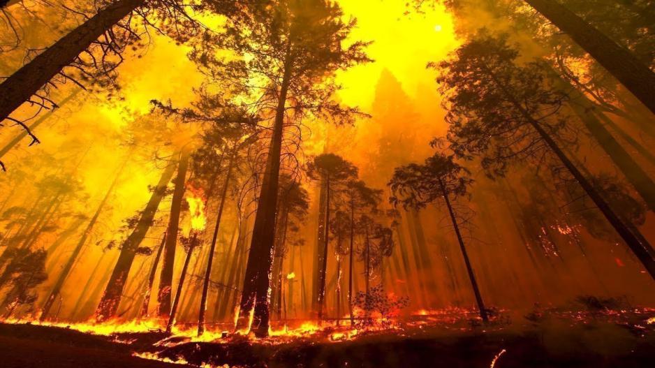 WWF: Οι «γιγαντιαίες πυρκαγιές» απειλούν την Ευρώπη