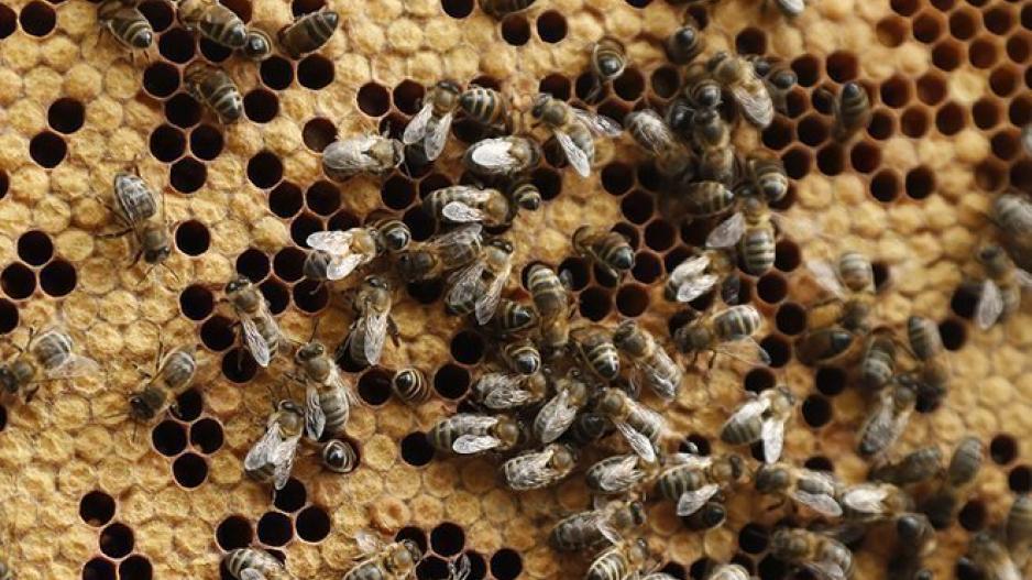 Τι σχέση έχει το μέλλον των drones με τις... μέλισσες;
