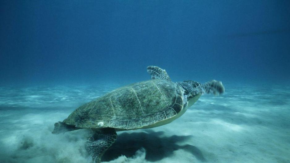 SOS για την διάσωση της Μεσογείου εκπέμπει η WWF