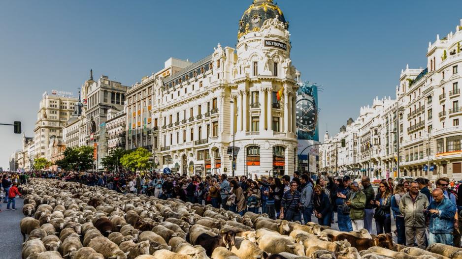 Ο λόγος που «παρέλασαν» 2000 πρόβατα στους δρόμους της Μαδρίτης