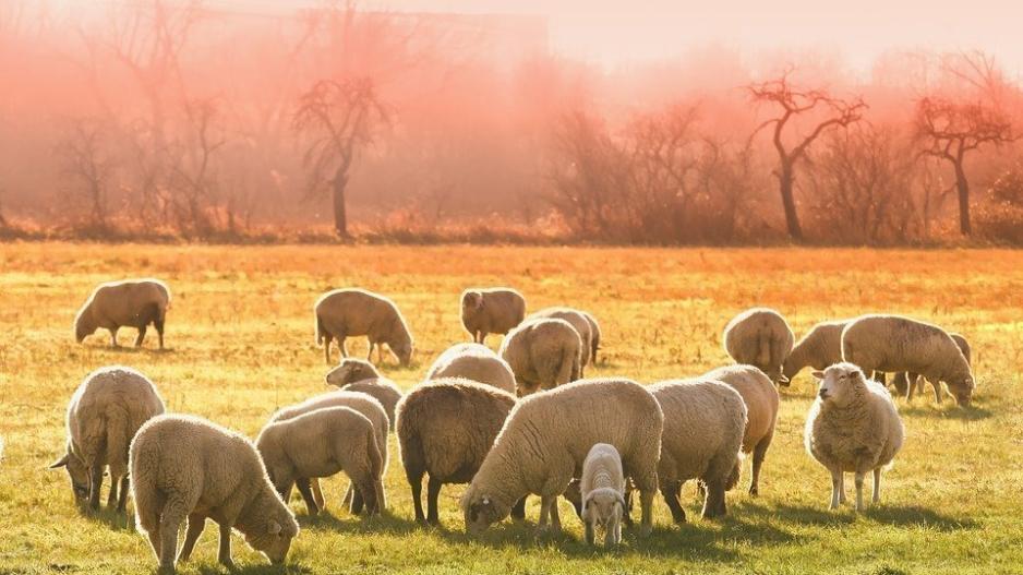 Πρόβατα «φιλικά προς το περιβάλλον» για τη Νέα Ζηλανδία
