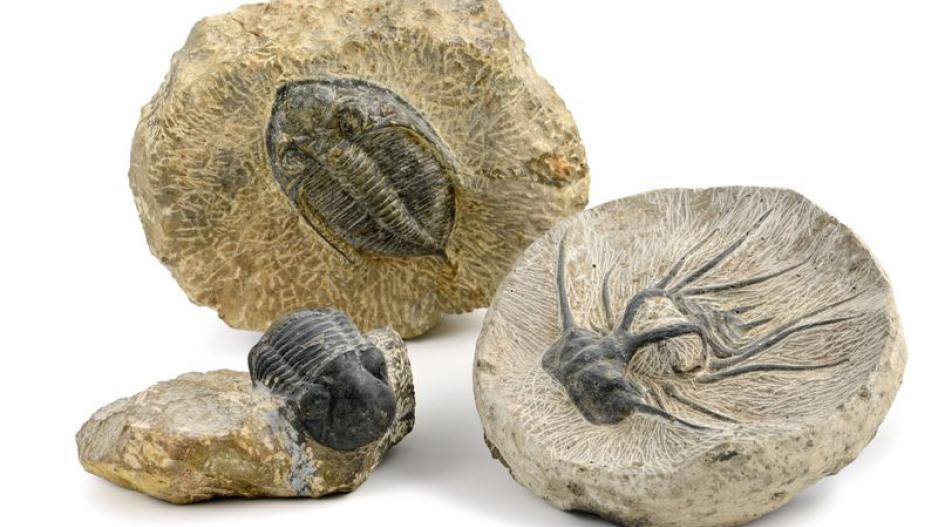 Κίνα: Βρέθηκαν εντυπωσιακά καλοδιατηρημένα απολιθώματα ζώων