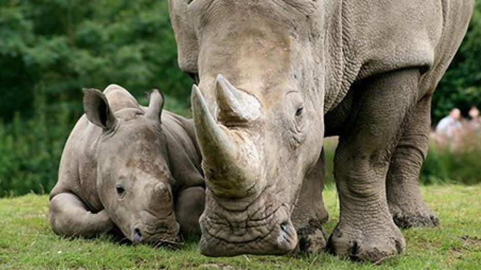 Υβριδικά έμβρυα θα σώσουν τους λευκούς ρινόκερους