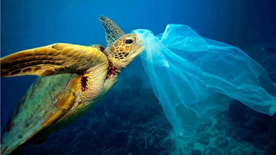 Πέθανε χελώνα στην Ταϊλάνδη επειδή κατάπιε μεγάλη ποσότητα πλαστικών.