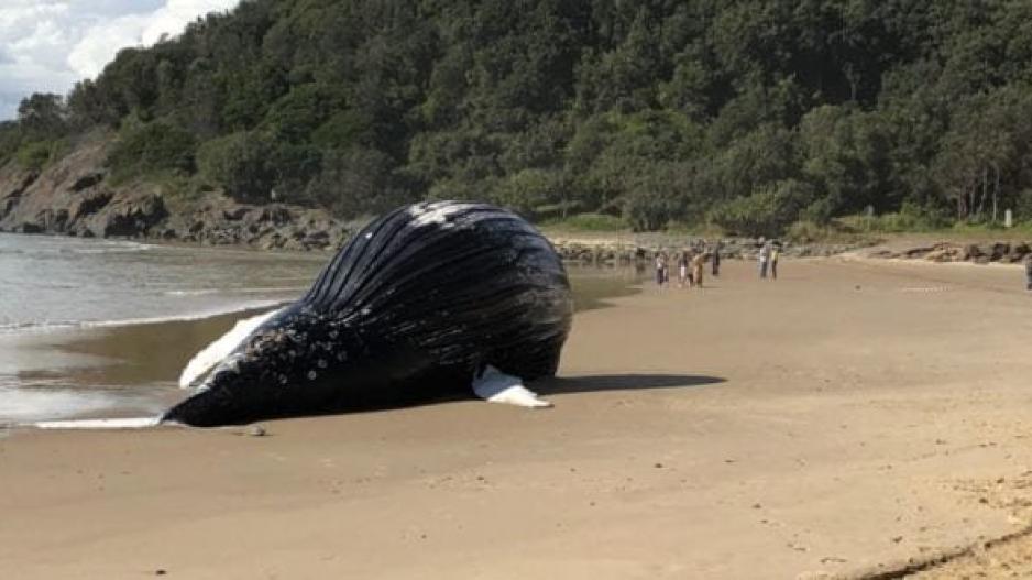 Έκλεισαν παραλία υπό τον φόβο έκρηξης νεκρής φάλαινας