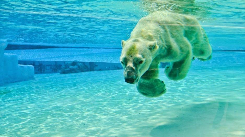 Πέθανε η πολική αρκούδα που ζούσε σε τροπικό νησί