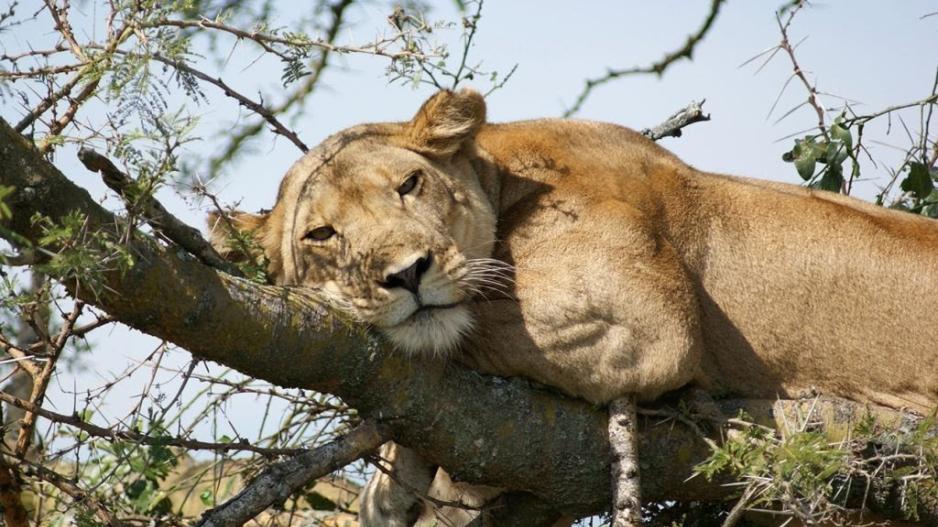 Σκοτώνοντας τα λιοντάρια των δέντρων στην Ουγκάντα