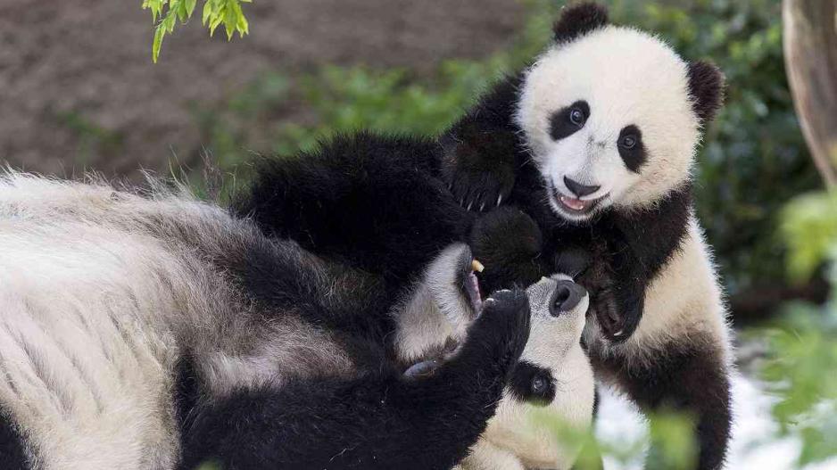 Κίνα:Θεάθηκε εξαιρετικά σπάνιο είδος panda με αλφισμό