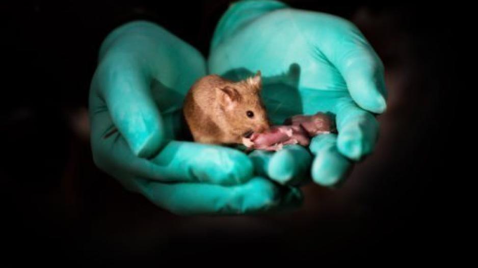 Επιστήμονες δημιούργησαν ποντίκια από γονείς του ίδιου φύλου