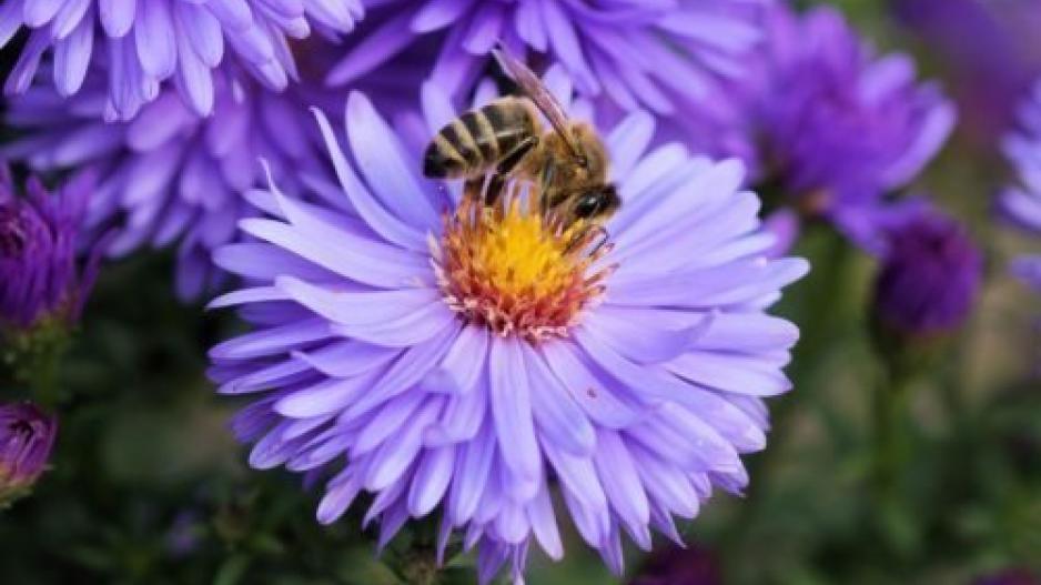 Απίστευτο: Οι μέλισσες μπορούν να κατανοήσουν την έννοια του μηδενός