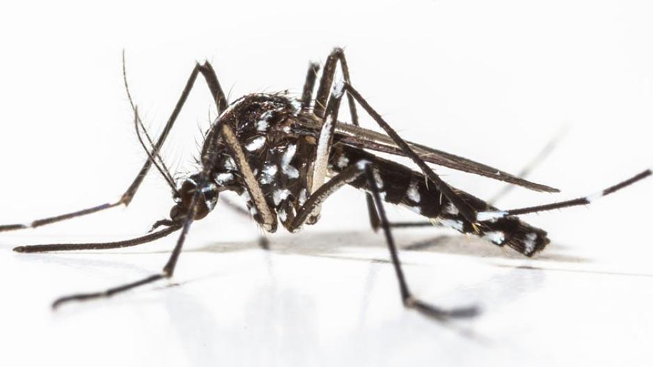 H Google απελευθερώνει κουνούπια στην Καλιφόρνια