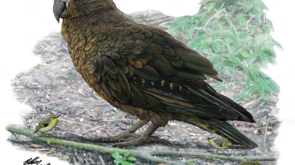 «Δέος» για το μέγεθος του μεγαλύτερου παπαγάλου που βρέθηκε ποτέ