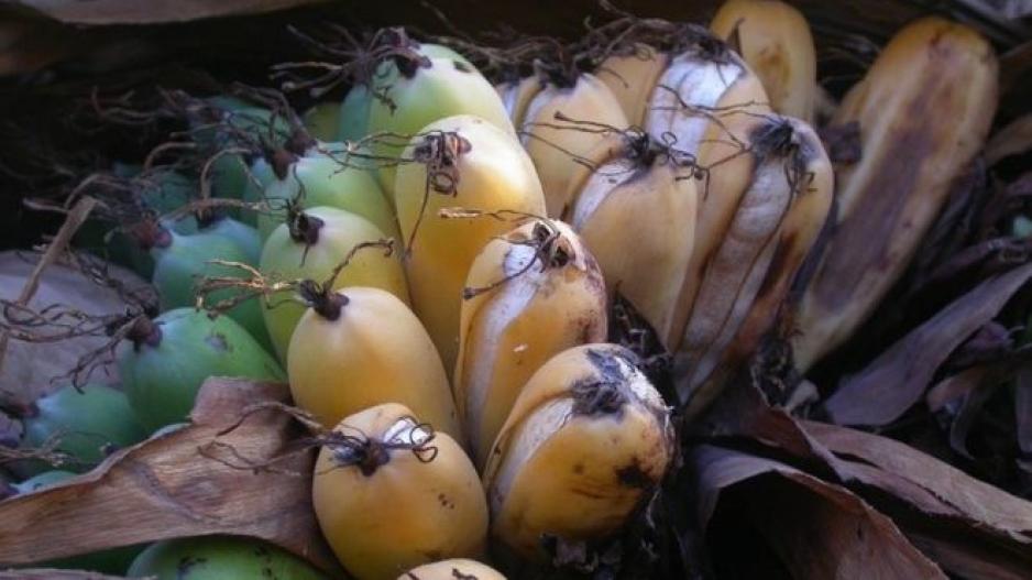 Είδος προς εξαφάνιση η άγρια μπανανιά της Μαδαγασκάρης