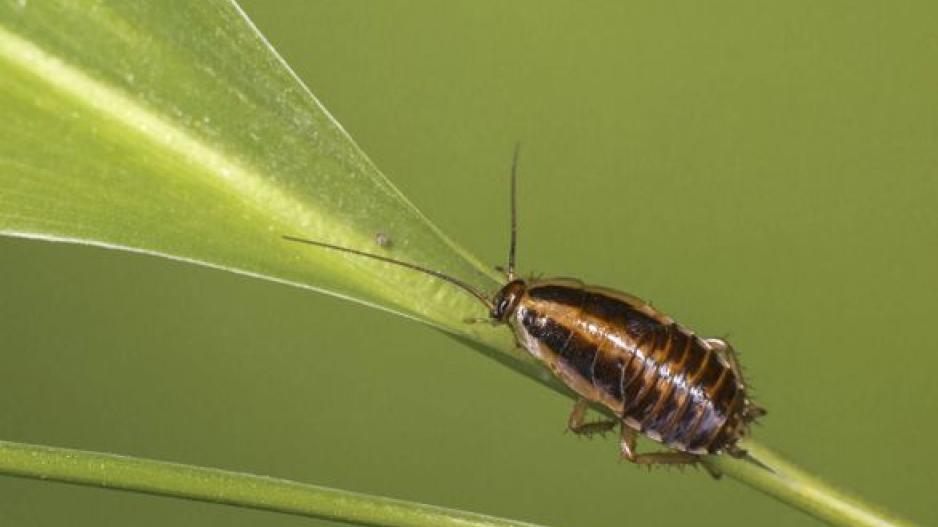Τελικά, μεταφέρουν οι κατσαρίδες ασθένειες;