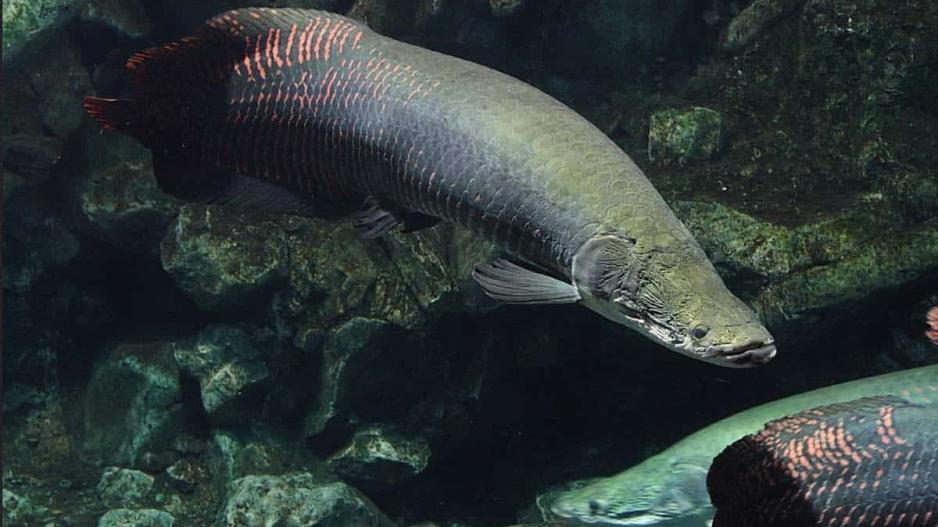 Pirarucu: Ψάρι γίγας δημιούργησε δέρμα σαν «αλεξίσφαιρο γιλέκο»