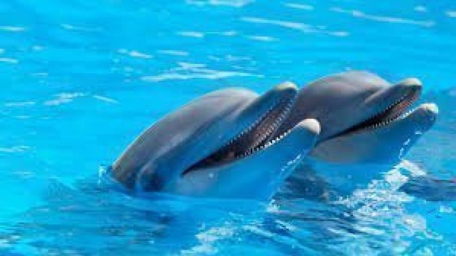 Ενδείξεις για Αλτσχάιμερ σε δελφίνια