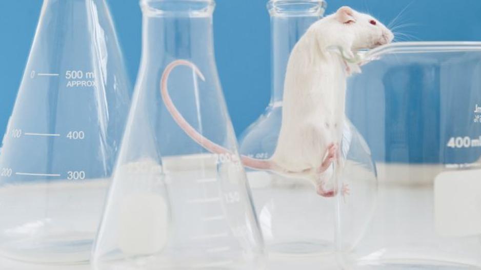 Επιστήμονες μετέτρεψαν αρσενικά ποντίκια σε θηλυκά
