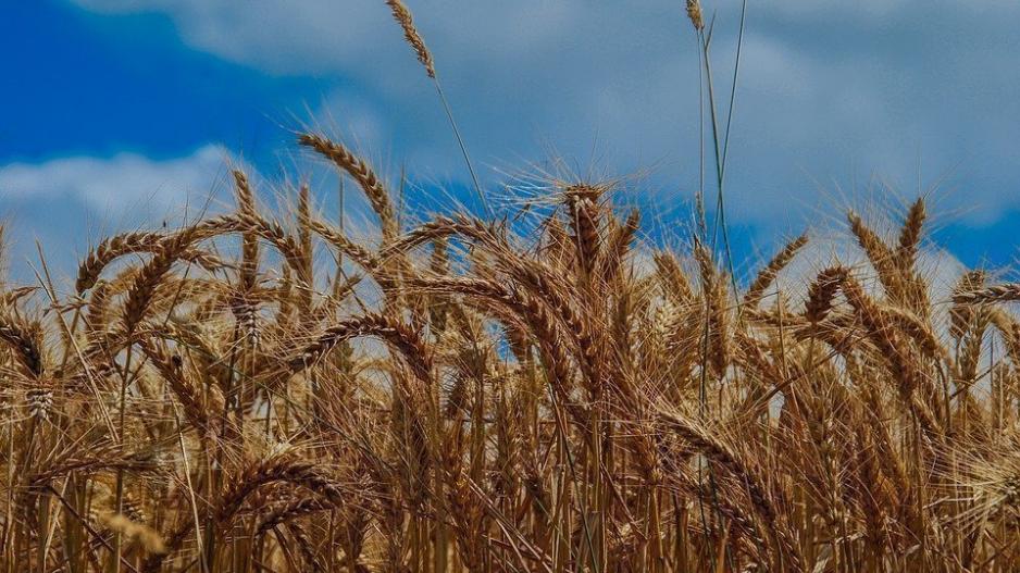 Η Alphabet θέλει να εφαρμόσει τεχνολογίες τεχνητής νοημοσύνης και στη γεωργία