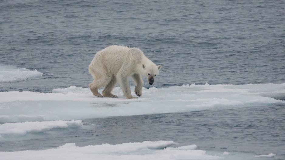 Η κλιματική αλλαγή αφανίζει με γοργό ρυθμό τις πολικές αρκούδες