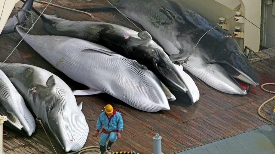 Οι ιάπωνες ετοιμάζονται να σφαγιάσουν εκατοντάδες φάλαινες