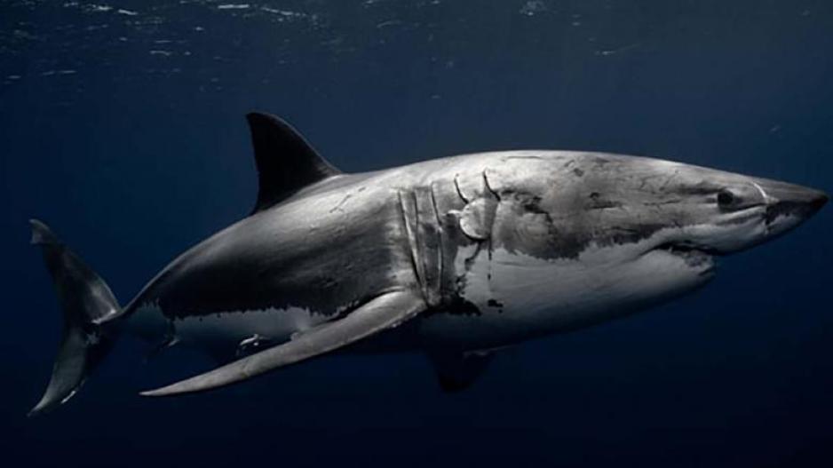 Βίντεο αποκαλύπτουν πως κυνηγούν οι λευκοί καρχαρίες