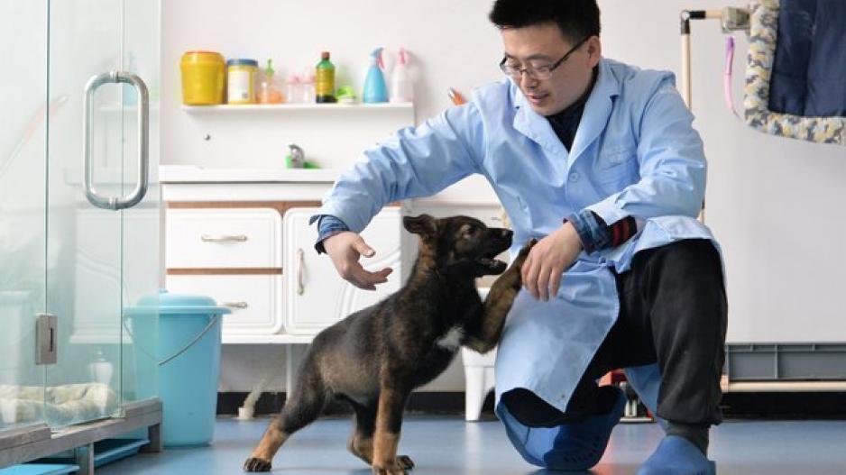 Κίνα: Κλωνοποίησαν την "Sherlock Holmes" των αστυνομικών σκύλων
