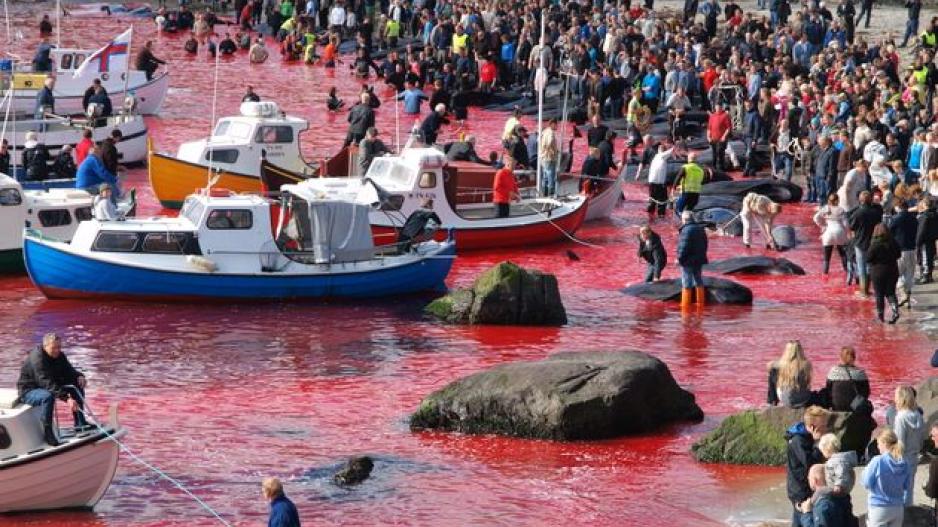 Νησιά Φερόε:Το φρικτό έθιμο που πρέπει άμεσα να σταματήσει