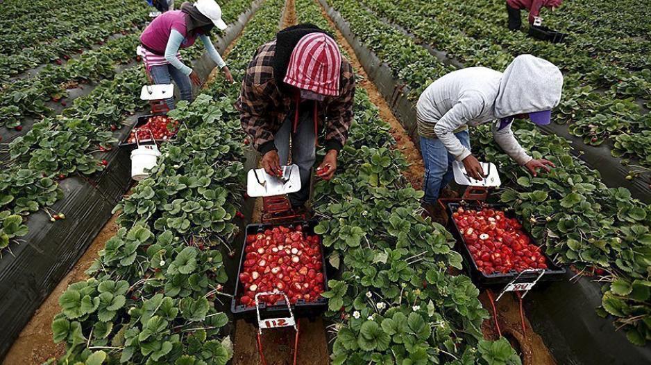 Ισπανία: Φάρμες φράουλας όπου «καλλιεργείται» η βία κατά γυναικών