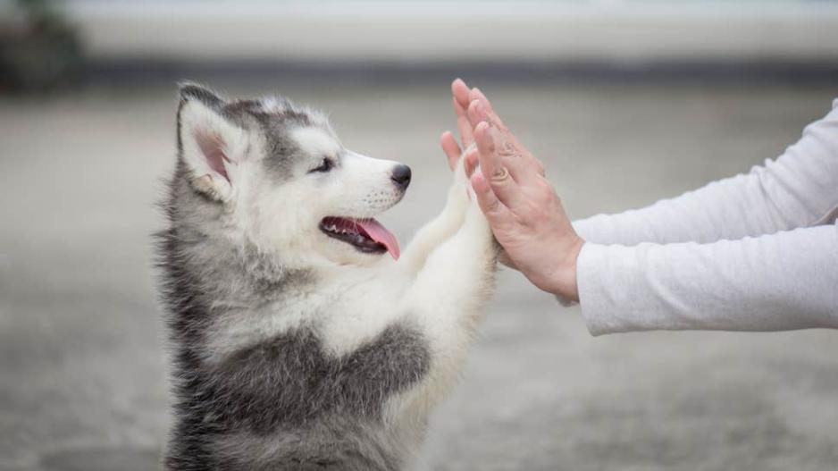 Viral έγιναν οι φωτογραφίες ομάδας σκύλων βοηθών που πήγαν θέατρο