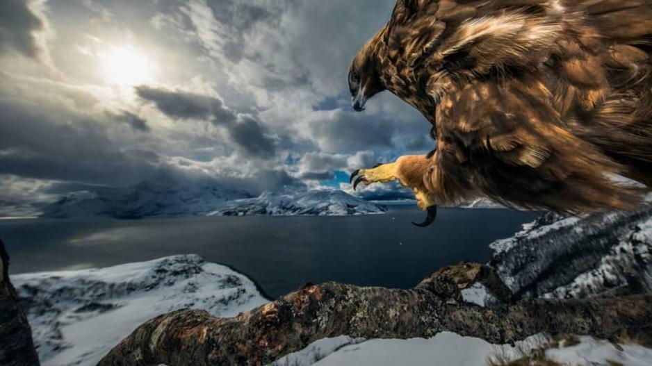 Οι καλύτερες φωτογραφίες άγριας ζωής και ο νικητής της χρονιάς