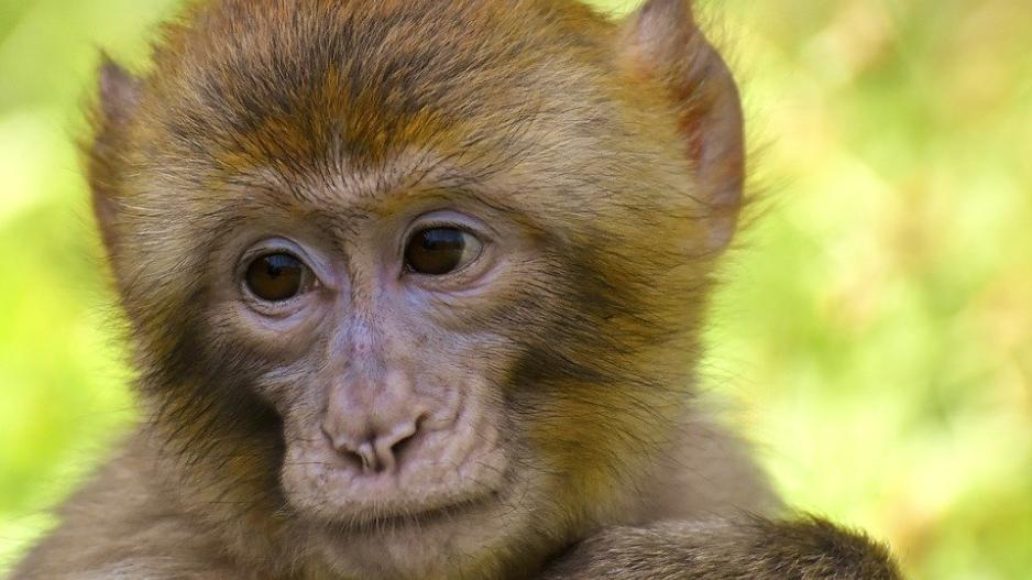 Διχάζουν οι πρώτες χίμαιρες ανθρώπων – μαϊμούδων
