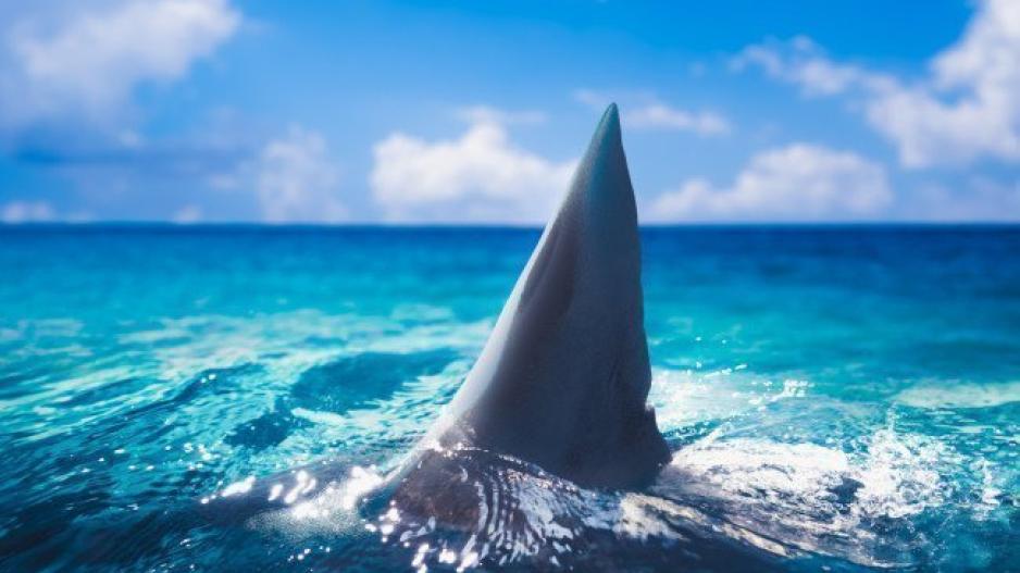 Γιατί οι καρχαρίες «αγαπούν» τη Νέα Σμύρνη