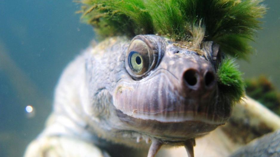 H punk-rock χελώνα του ποταμού Mary απειλείται με εξαφάνιση!
