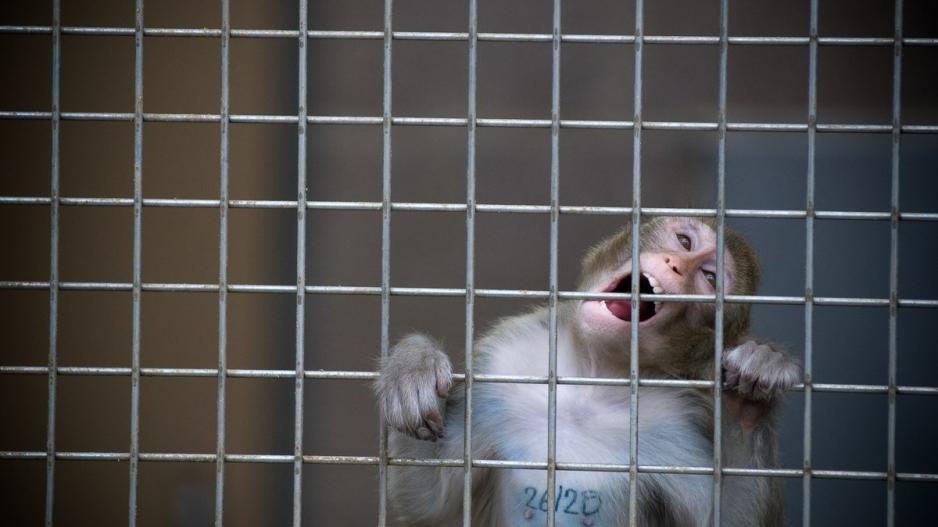 Στην Κίνα οι πρώτοι πίθηκοι με γονίδιο ανθρώπινου εγκεφάλου