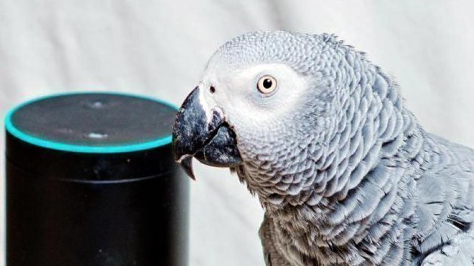 Αυτός ο παπαγάλος ερωτεύτηκε την Alexa της Amazon