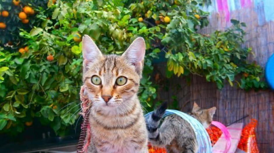 Βελούδινες Πατούσες:Μια μοναδική επιχείρηση στην Κύπρο, για γάτες